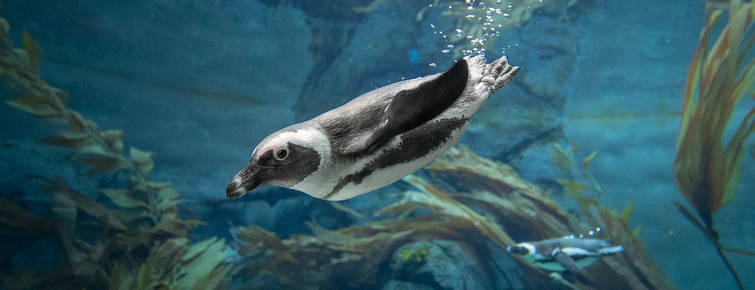 African Penguins at the San Diego Zoo