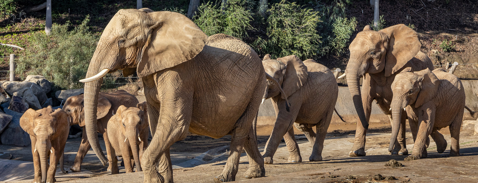 Elephants at San Diego Zoo Safari Park