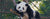 Giant Pandas Potential Return to the San Diego Zoo