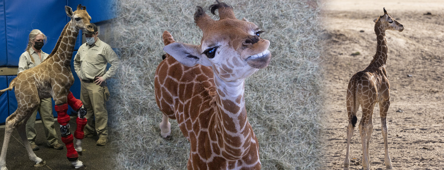 Msituni the Giraffe Calf at the San Diego Zoo Safari Park