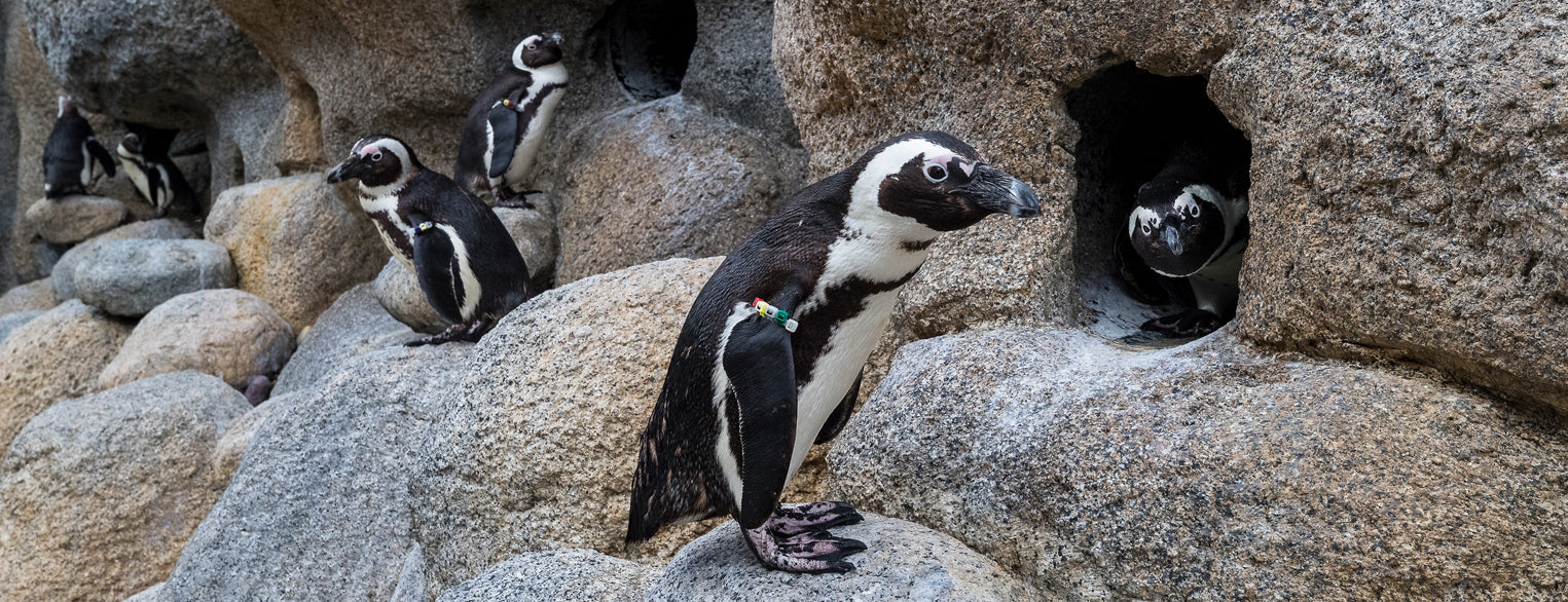 African Penguins
