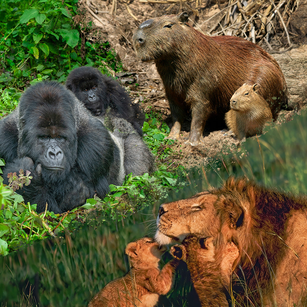 Collage of a gorilla, capybara, and lion family in a natural setting.