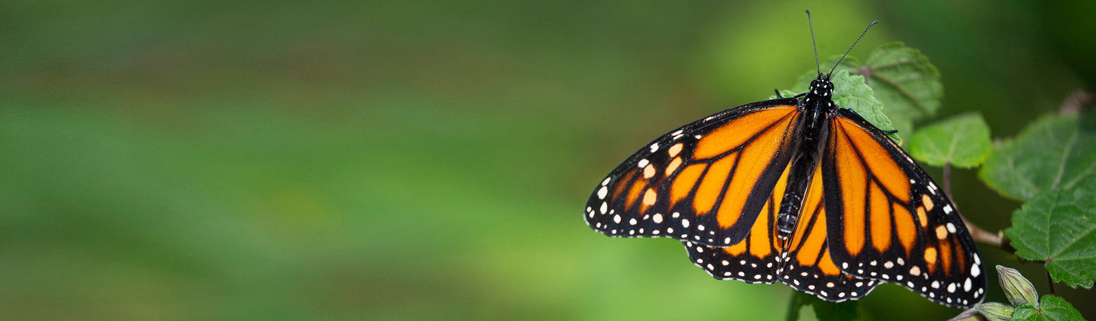 Monarch Butterfly