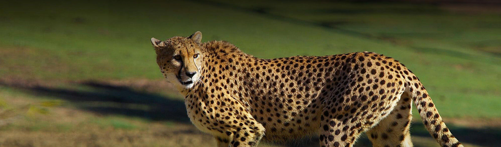 Cheetah Merchandise Collection