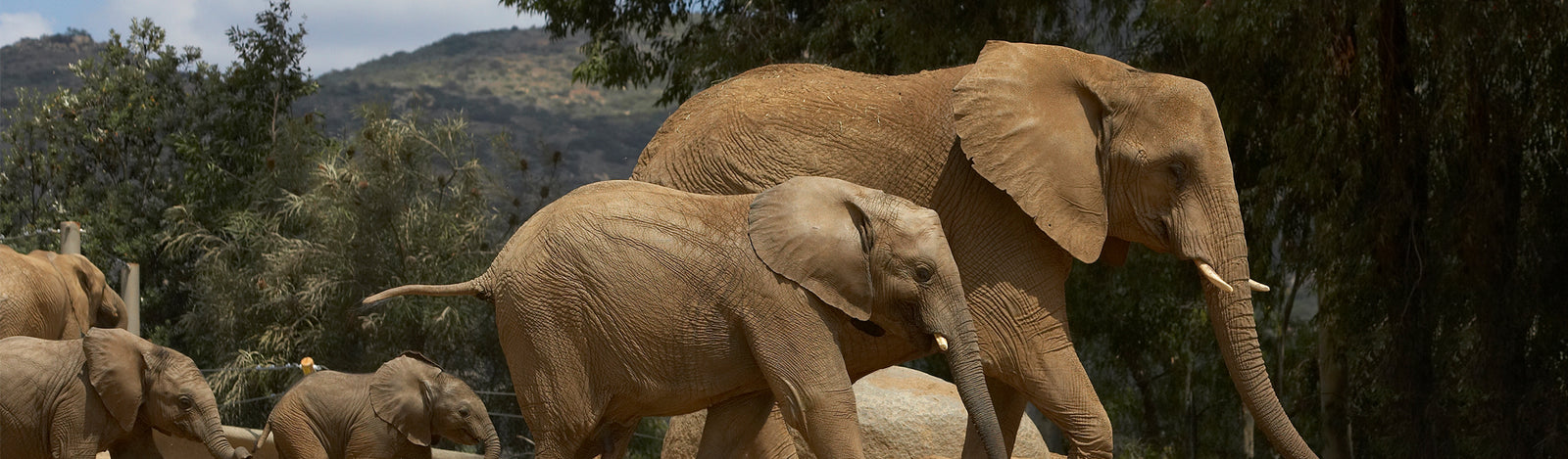 Elephants Merchandise Collection