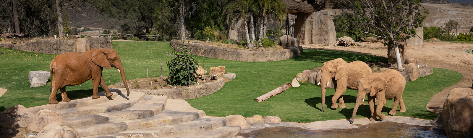 Elephant Herd at the Safari Park's Elephant Valley