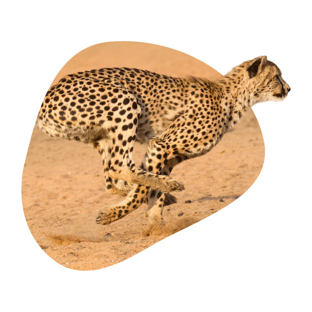 Cheetah Fahlo Tracking Bracelet - Cloudburst Stone