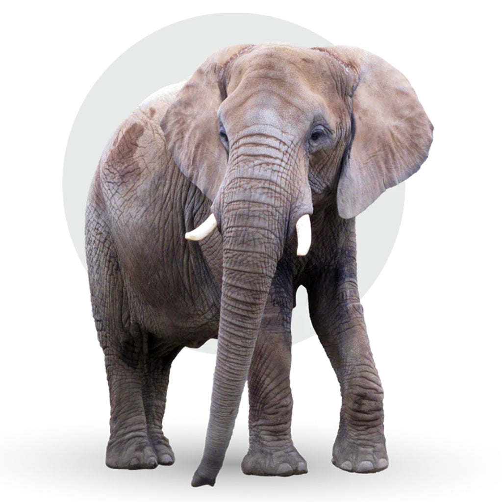 African Elephant Fahlo Tracking Bracelet - Desert Stone