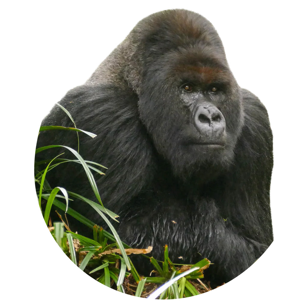 Gorilla Fahlo Tracking Bracelet - Lava Stone