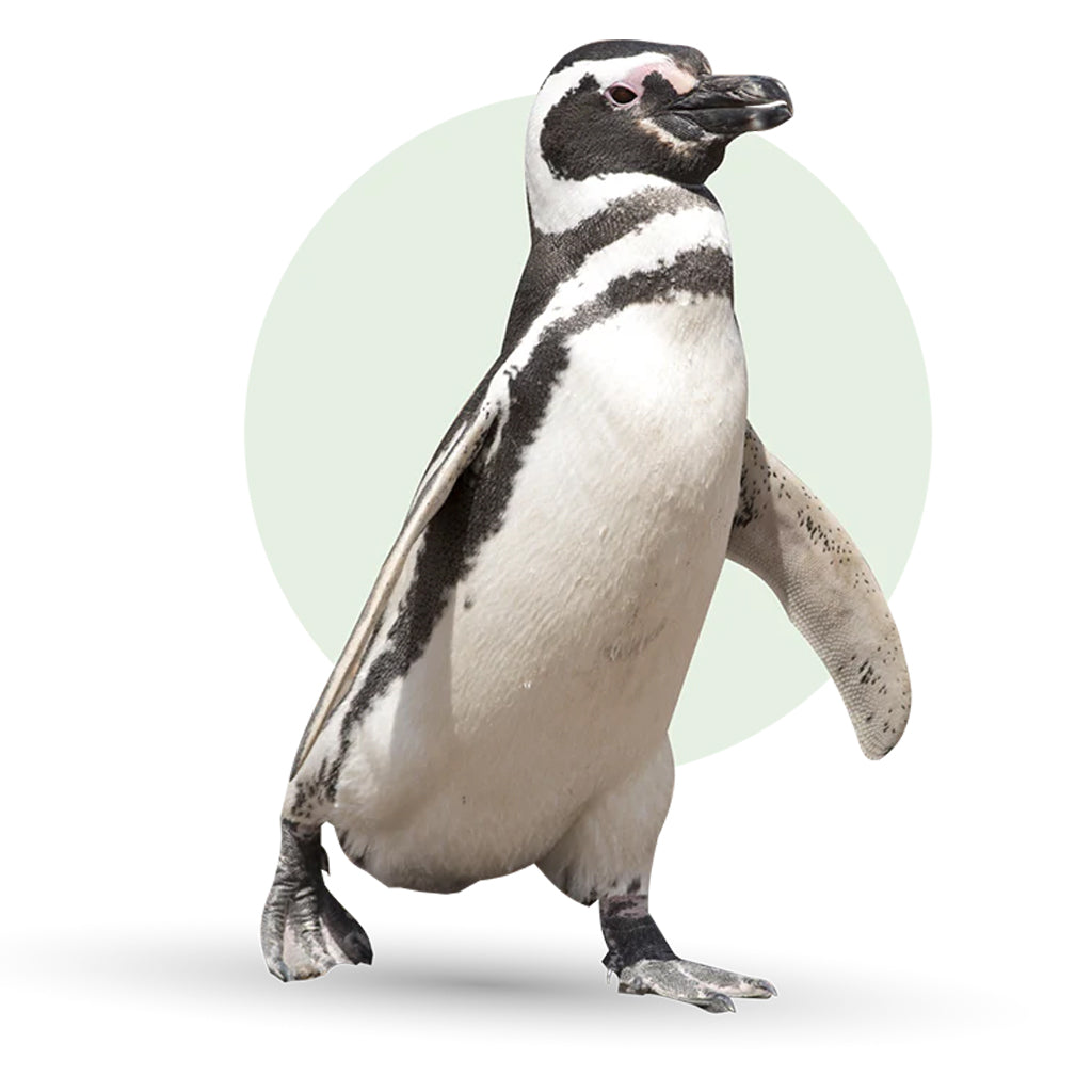 Penguin Fahlo Tracking Bracelet - Sky Stone