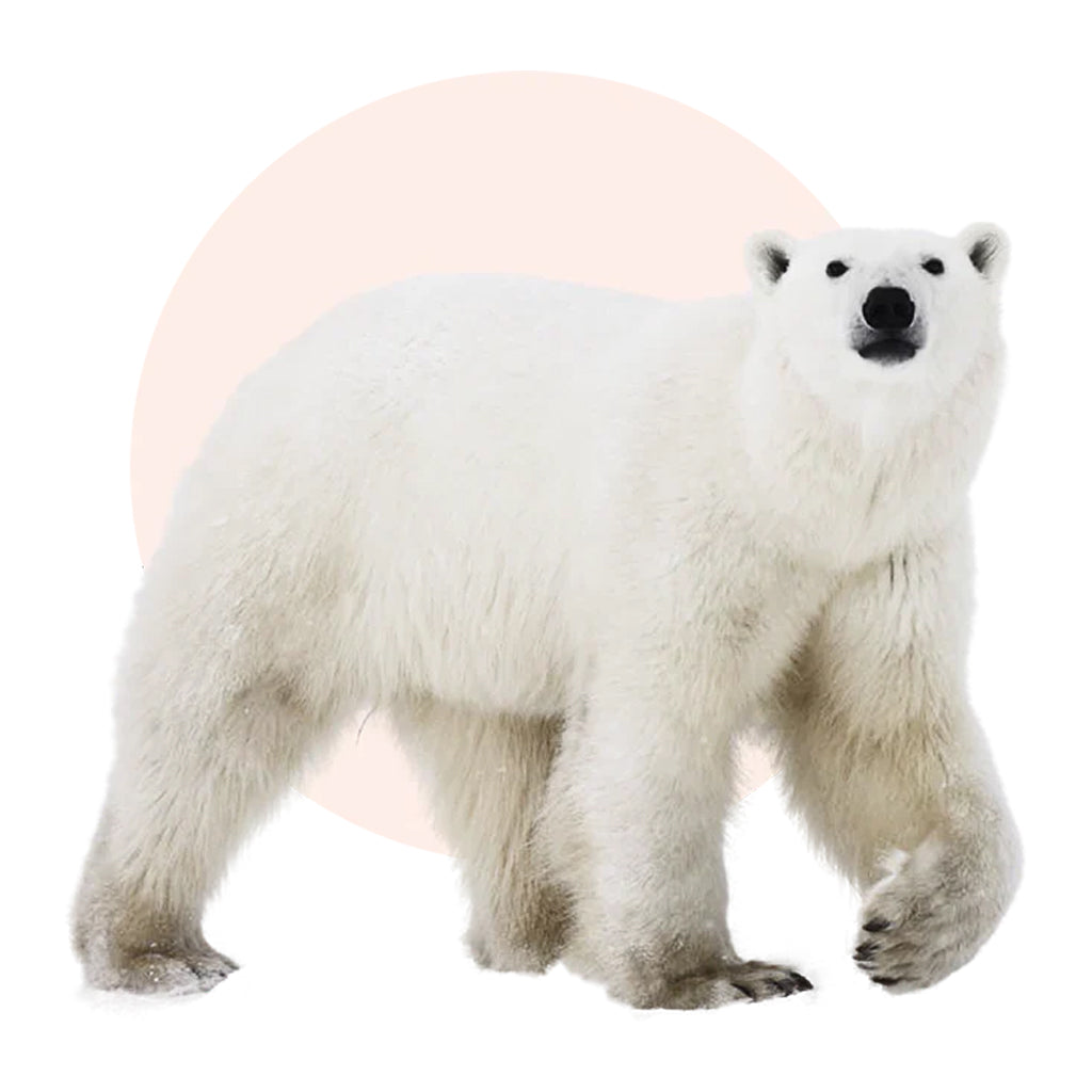 Polar Bear Fahlo Tracking Bracelet - Igloo Stone