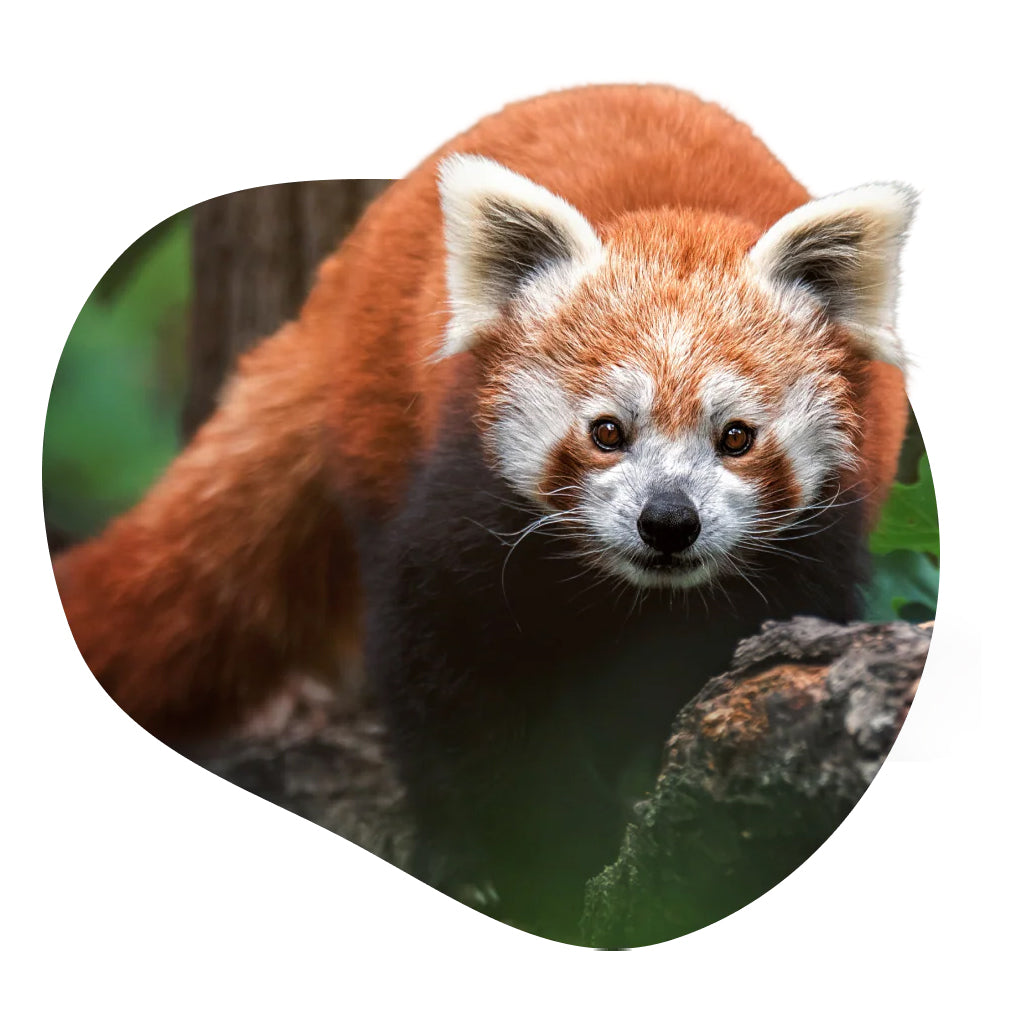 Red Panda Fahlo Tracking Bracelet - Himalaya Stone