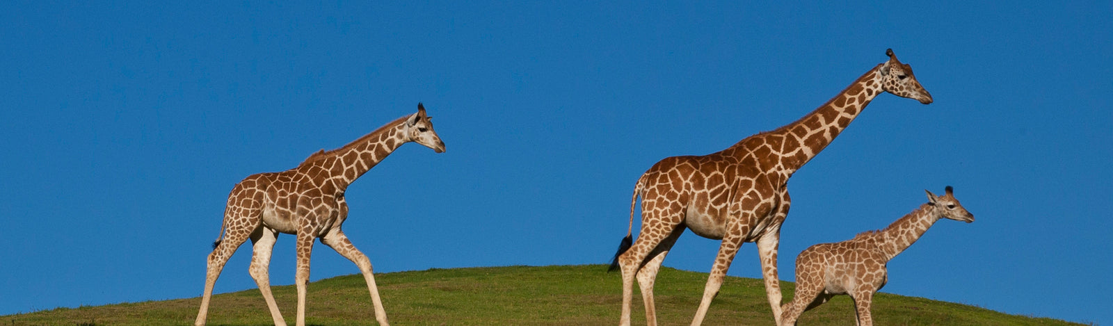 Giraffes Merchandise Collection