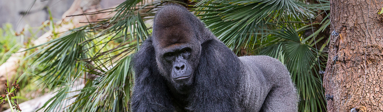 Gorillas Merchandise Collection