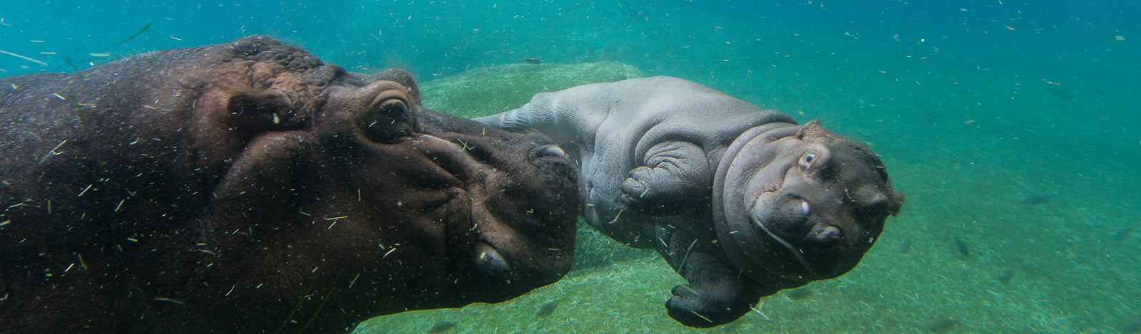 Hippos Merchandise Collection