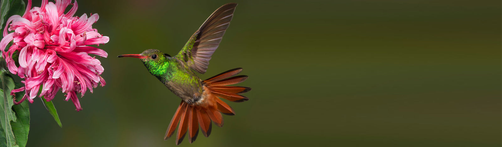 Hummingbird