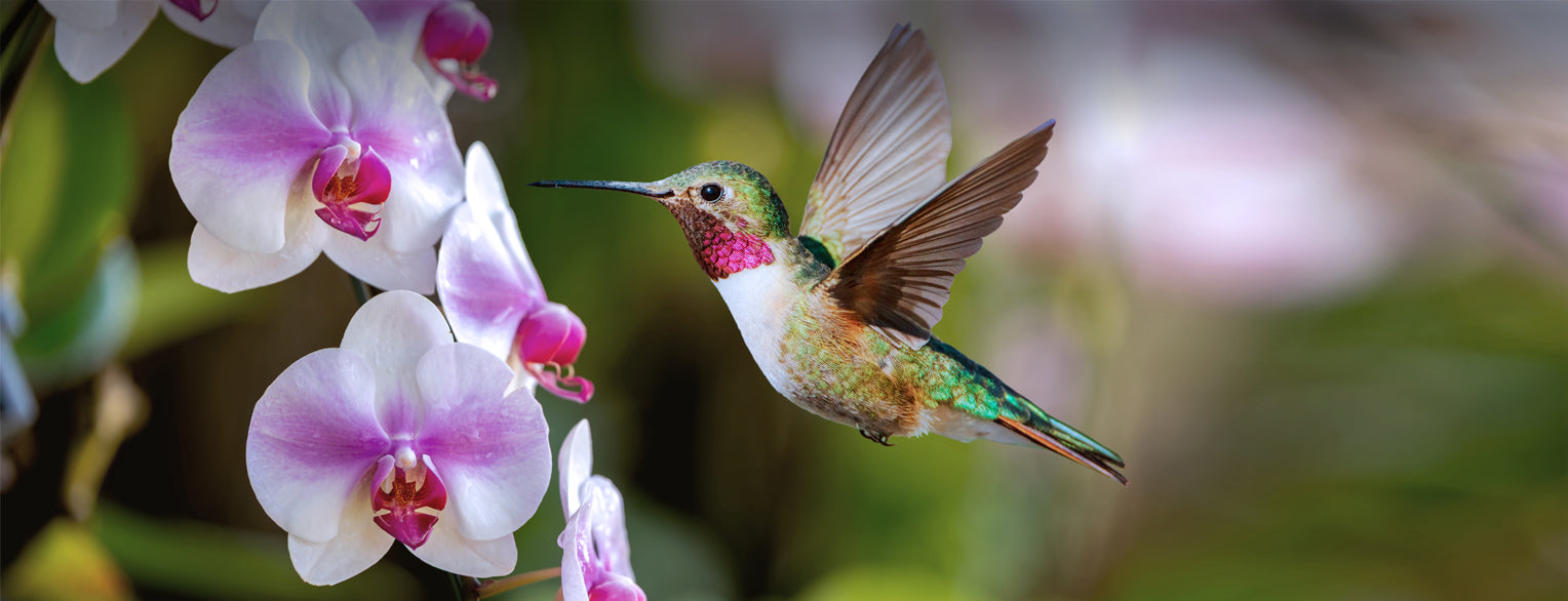 Hummingbird hovering near orchid flowers with a blurred background.