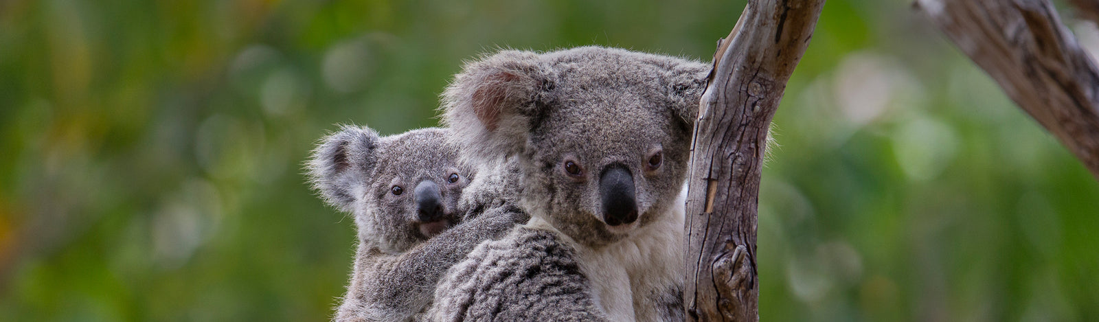 Koalas Merchandise Collection
