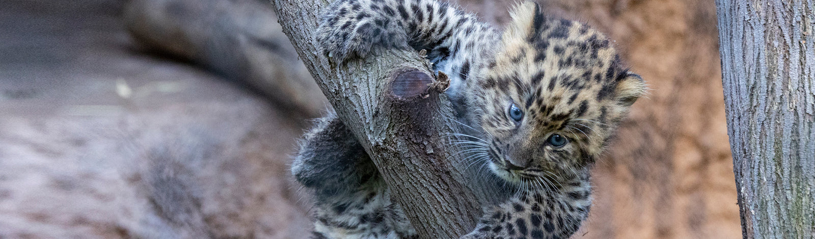 Leopard Merchandise Collection