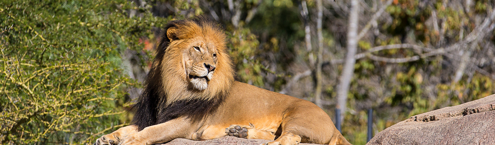 Lions Merchandise Collection