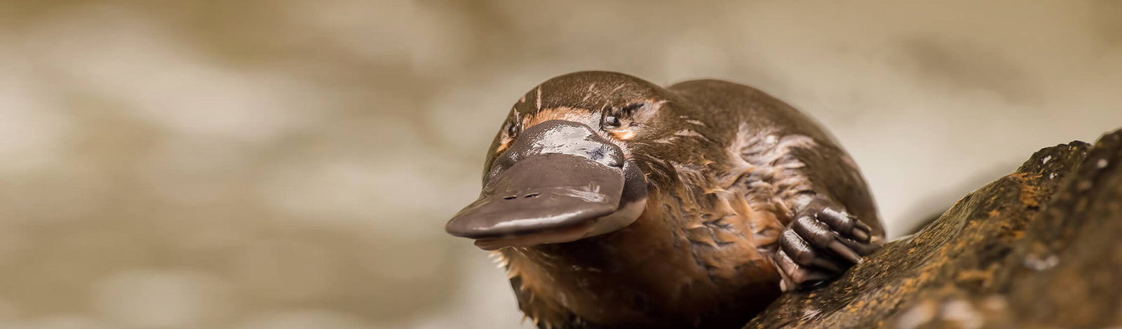 Platypus Merchandise Collection
