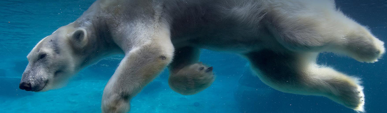 Polar Bears Merchandise Collection