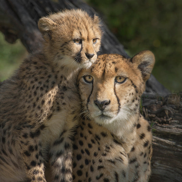 Cheetah Cub and Mom at San Diego Zoo Safari Park
