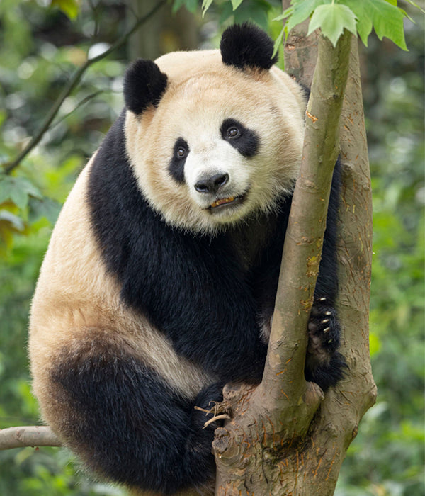 Giant Panda Xin Bao Climbing a Tree at the San Diego Zoo