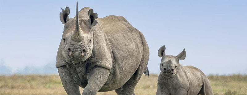 Rhino mom and calf in their native African Savanna habitat.