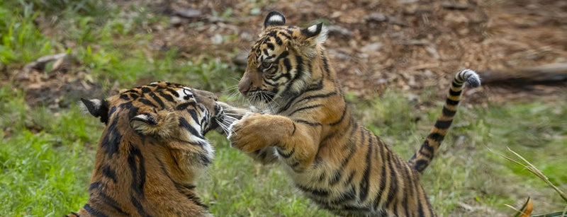 Sumatran Tigers at the San Diego Zoo Safari Park