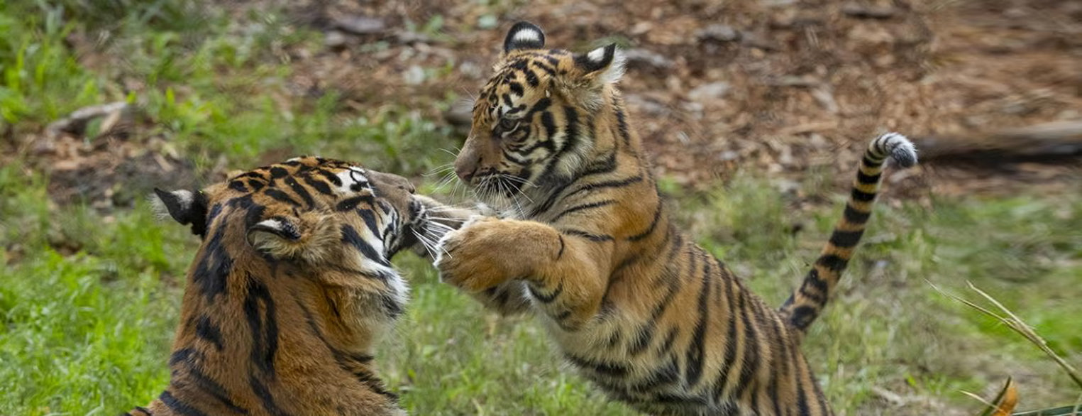 Sumatran Tigers at the San Diego Zoo Safari Park