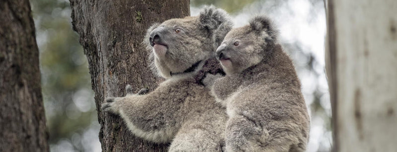Koala mom and joey in their native Australia habitat.