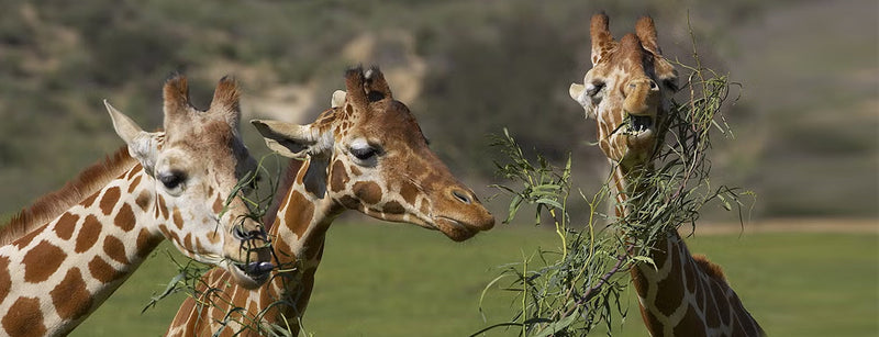 Learn more about the four distinct giraffe species.