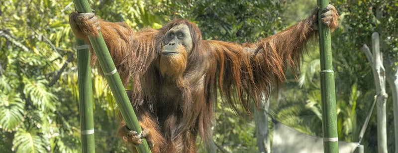 Sumatran orangutan Labu at the San Diego Zoo