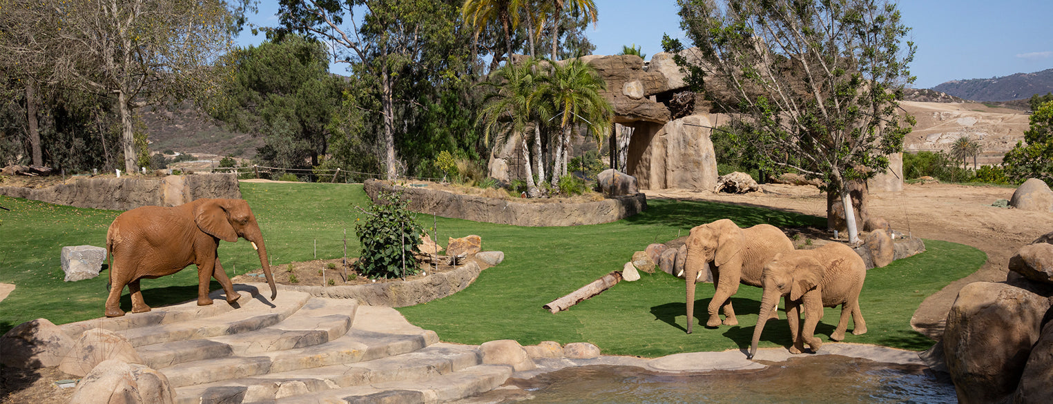 Denny Sanford's Elephant Valley at the San Diego Zoo Safari Park