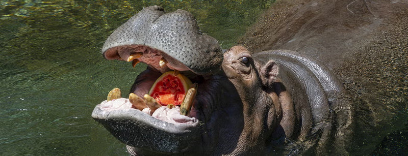 Funani the hippo enjoys watermelon on a sunny summer day at the San Diego Zoo