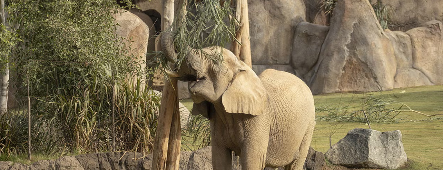 Elephants long trunks can reach for browse high in trees.