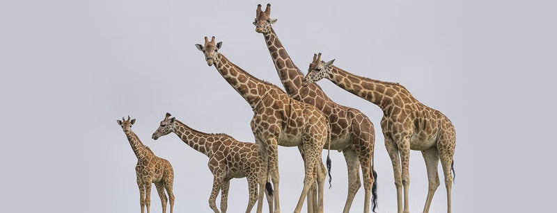 A group of giraffes—called a tower—stands out like a cluster of living skyscrapers.