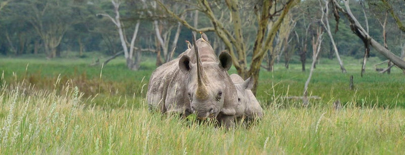 Bringing Black Rhinos back to Loisaba Conservancy in Kenya.