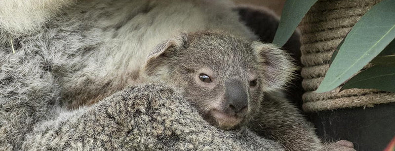Koala Joey at the San Diego Zoo