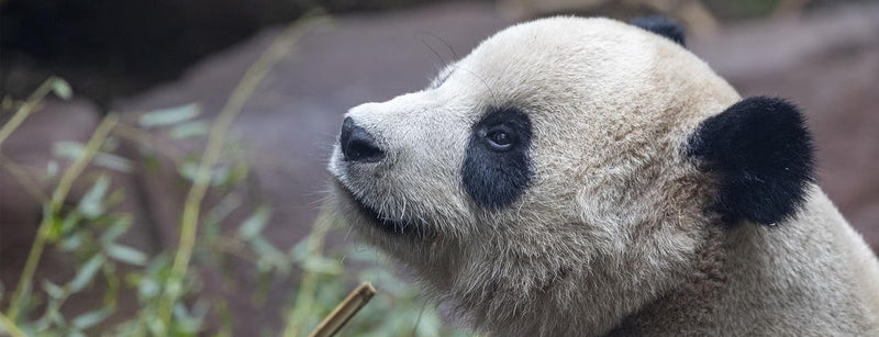 A Year of Xin Bao and Yun Chuan at the San Diego Zoo