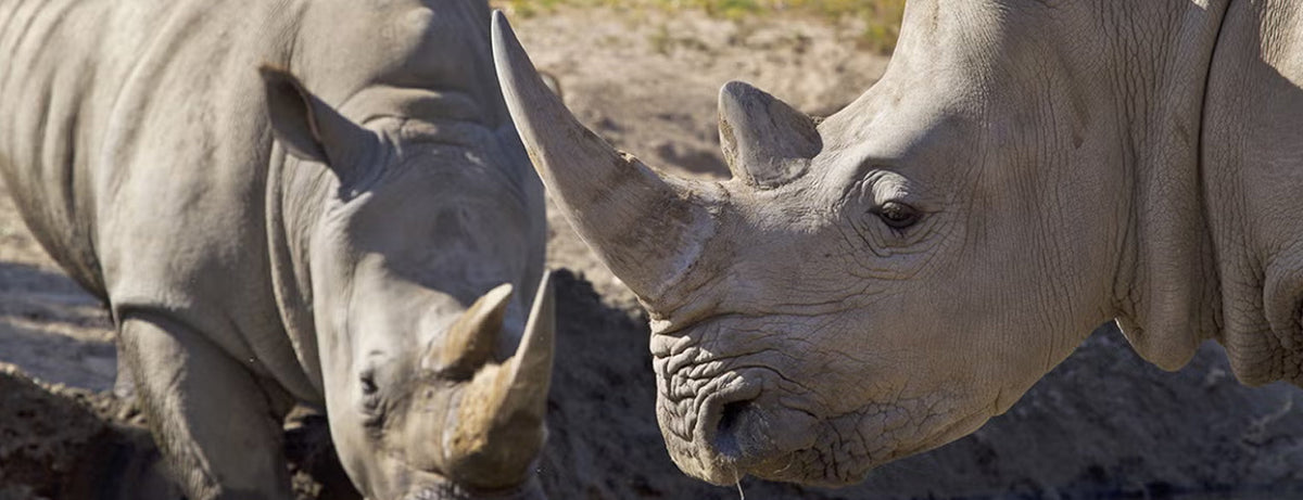 Two rhinos at the San Diego Zoo Safari Park drinking from a waterhole in a natural outdoor setting with dry grass in the background.