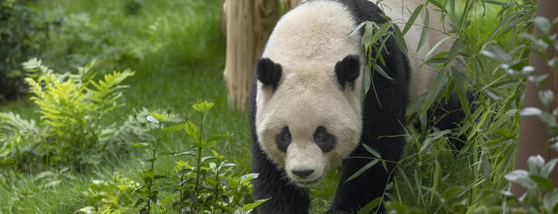 Yun Chuan at the San Diego Zoo's Panda Ridge Habitat.