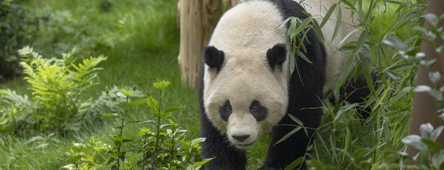 Yun Chuan at the San Diego Zoo's Panda Ridge Habitat.