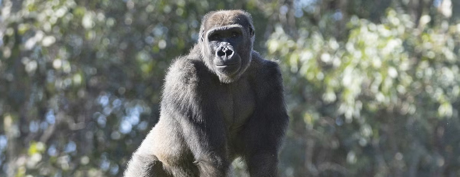 Mizani the Gorilla’s Groundbreaking Medical Journey