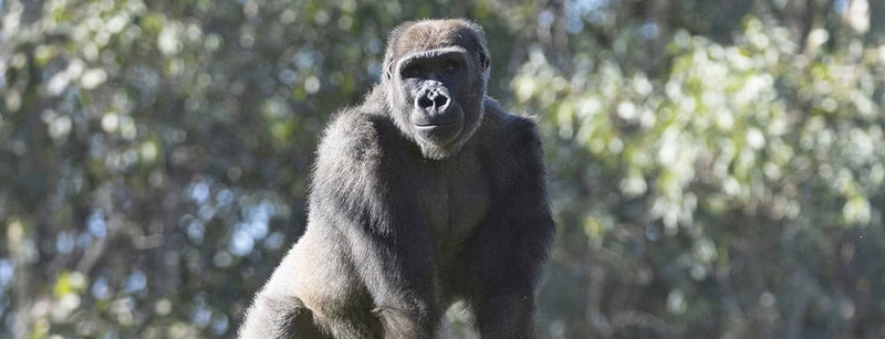 Mizani the Gorilla’s Groundbreaking Medical Journey