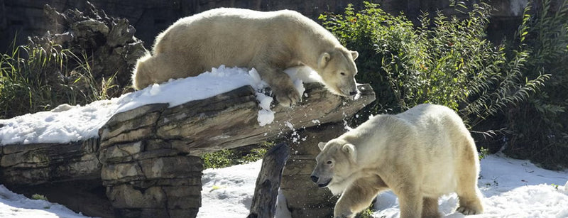 Orphaned polar bear cubs are thriving with the expert care of veterinarians, nutritionists, behaviorists, biologists, and conservation scientists at the San Diego Zoo.