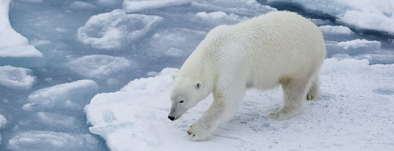A polar bear walking across a patch of snow and ice in an arctic setting, with broken ice and blue water visible around it.