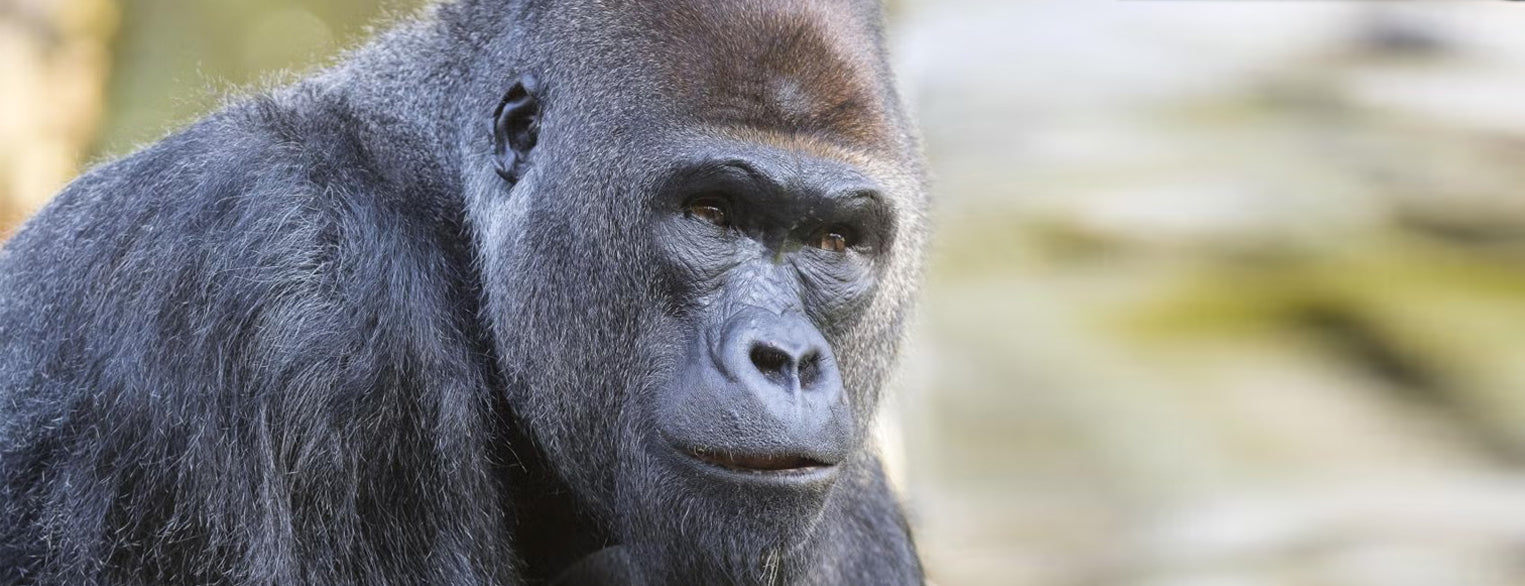 A New Era Begins at the San Diego Zoo Safari Park's Gorilla Forest