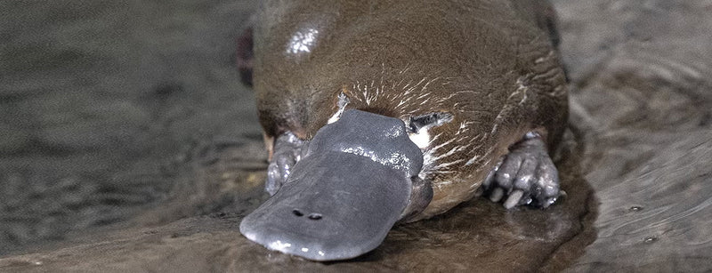 Platypus at the San Diego Zoo Safari Park